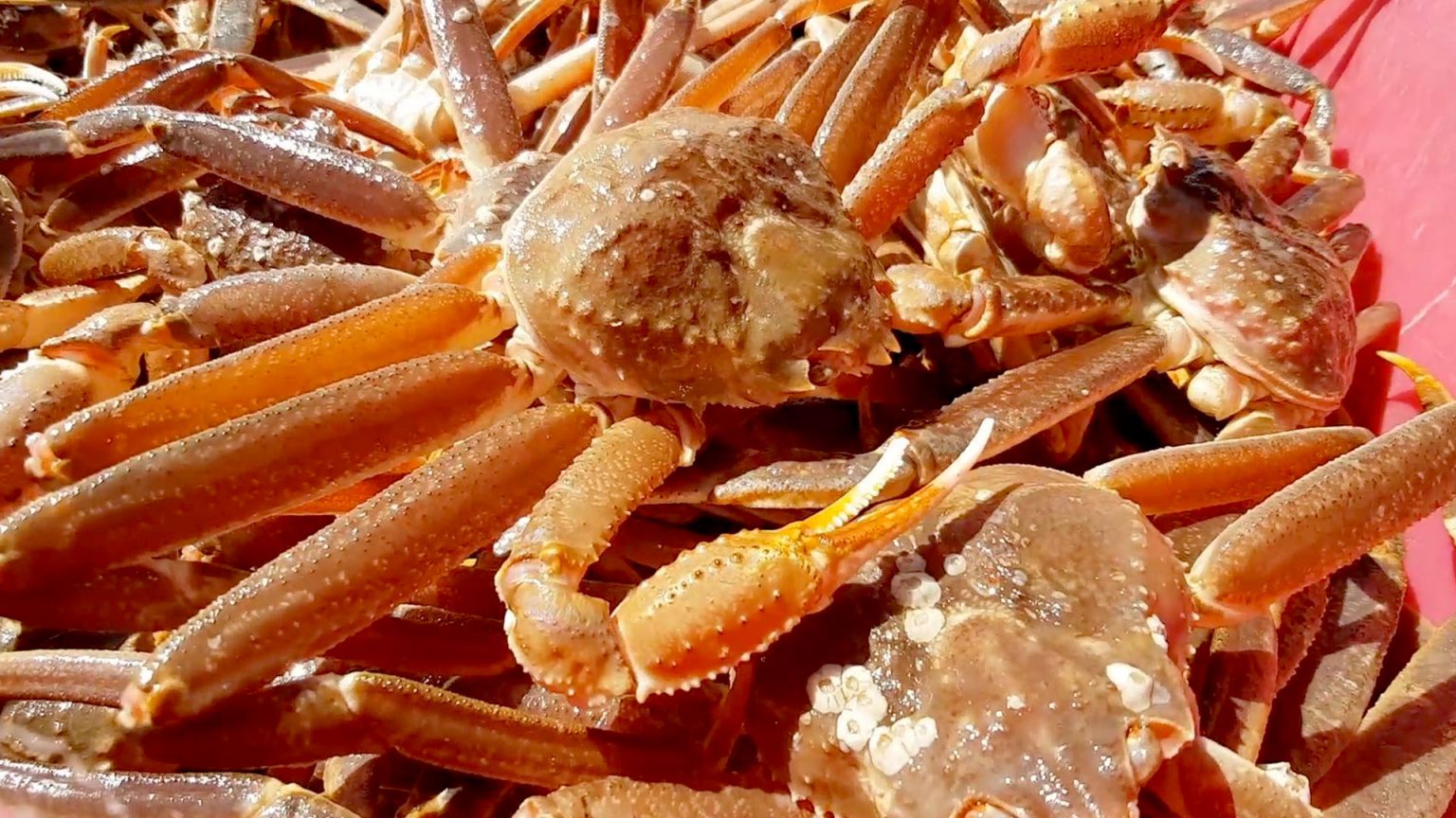 Snow Crab Daley Seafoods
