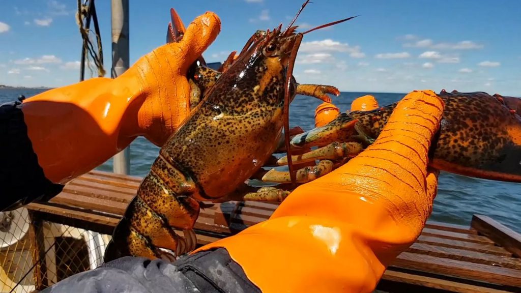 Whole Cooked Lobster Daley Seafoods